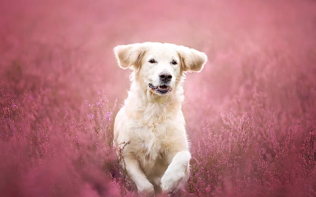 HD-wallpaper-labrador-lavender-retriever-running-dog-puppy-pets-cute-animals-labradors-golden-retriever