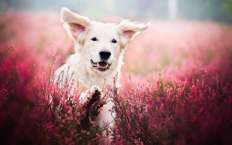 Golder Retriever