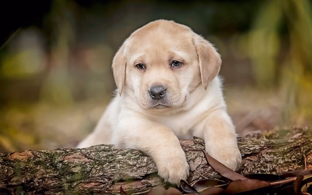 HD-wallpaper-labrador-puppy-cute-little-dog-golden-retriever-dogs