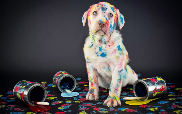 HD-wallpaper-labrador-puppy-golden-retriever-holly-concept-dogs-pets-cute-dogs-golden-retriever-dog