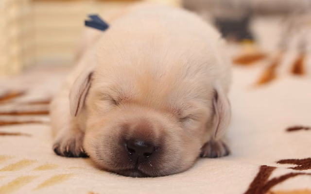 HD-wallpaper-labrador-puppy-golden-retriever-sleeping-dog-small-labrador-cute-animals