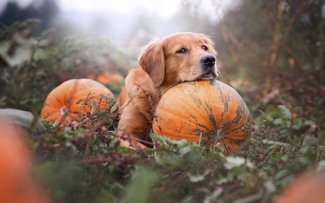 HD-wallpaper-labrador-retriever-large-brown-dog-pet-pumpkin-garden-halloween-autumn-golden-retriever-dogs