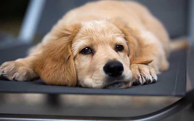 HD-wallpaper-labrador-retriever-small-beige-puppy-pets-golden-retriever-dogs-sad-puppy