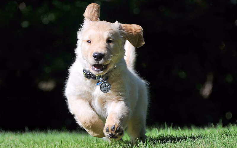 Golder Retriever