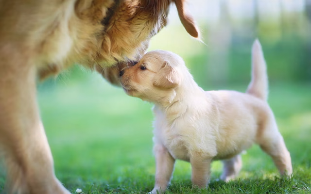 HD-wallpaper-labradors-close-up-mother-and-cub-labradors-puppy-dogs-pets-golden-retriever-cute-dogs-small-labrador-golden-retriever-dogs-family