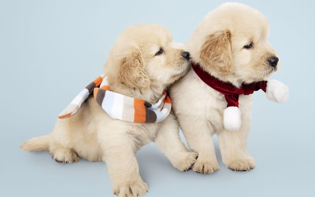 HD-wallpaper-labradors-little-cute-puppies-winter-golden-retrievers-small-dogs-cute-animals-dogs