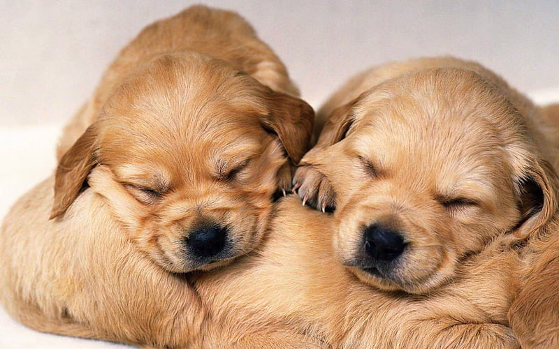 Golder Retriever