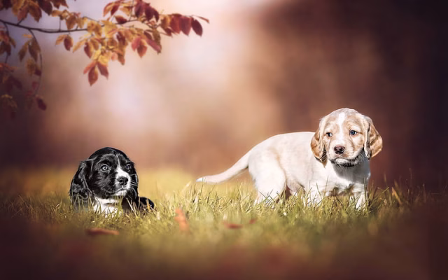 HD-wallpaper-labradors-puppies-small-dogs-cute-animals-pets-golden-retrievers