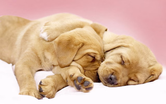 HD-wallpaper-labradors-sleeping-dogs-puppies-retriever-pets-cute-animals-friendship-small-labradors-golden-retriever