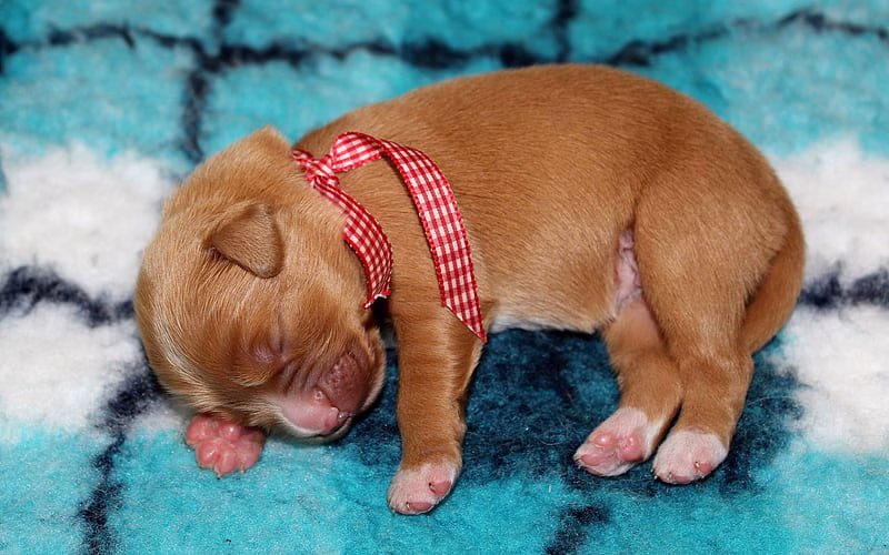 Golder Retriever