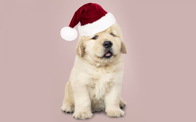 HD-wallpaper-little-golden-retriever-christmas-new-year-cute-puppy-small-dog-labrador-santa-hat-dogs