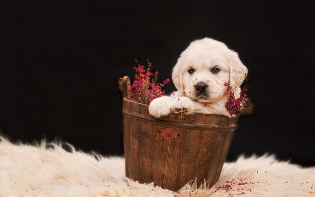 HD-wallpaper-little-labrador-cute-puppy-pets-golden-retriever-puppies-small-dogs-dog-in-a-basket-dogs