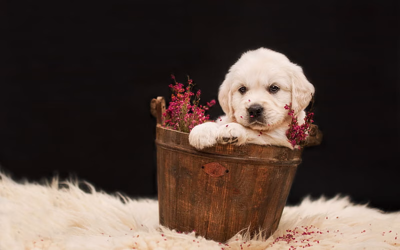 HD-wallpaper-little-labrador-cute-puppy-pets-golden-retriever-puppies-small-dogs-dog-in-a-basket-dogs