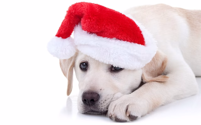 HD-wallpaper-little-labrador-golden-retriever-cute-little-dogs-pets-christmas-santa-claus