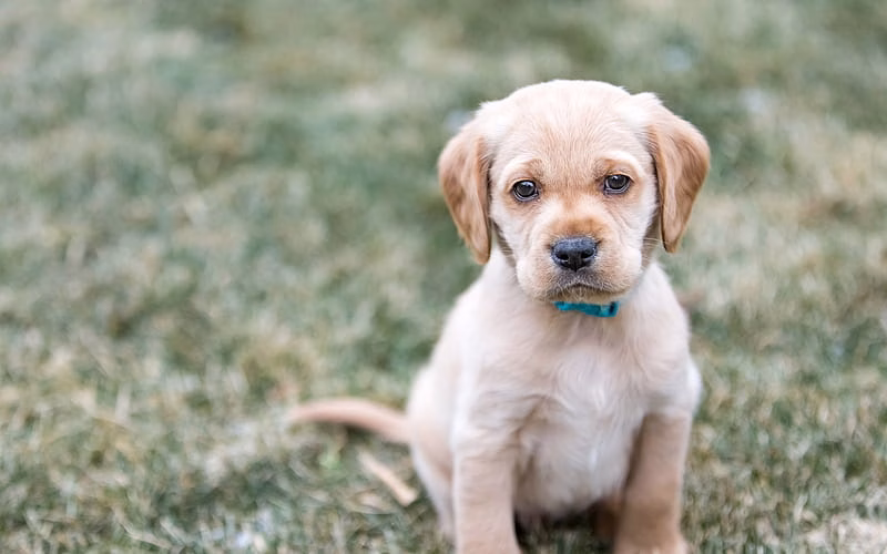 HD-wallpaper-little-puppy-golden-retriever-cute-animals-pets-dogs-retrievers-cute-puppies
