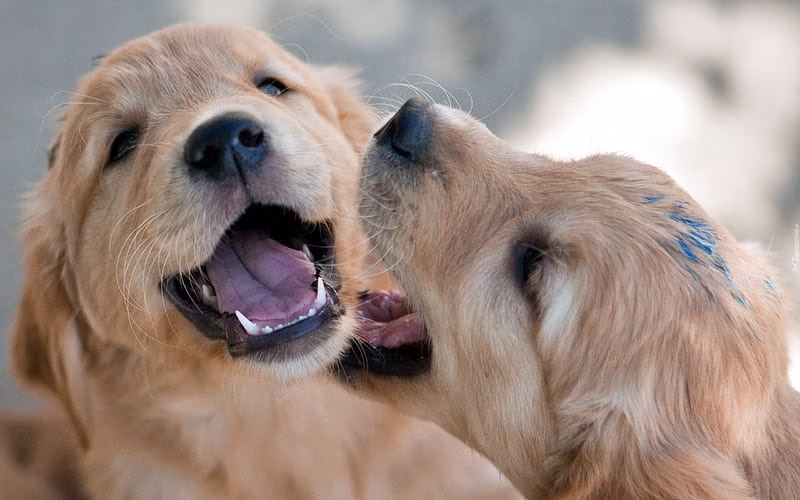 HD-wallpaper-puppies-dogs-golden-retriever-cute-animals