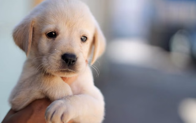 HD-wallpaper-puppy-labrador-golden-retriever-small-cute-dog-pets-puppies-dogs