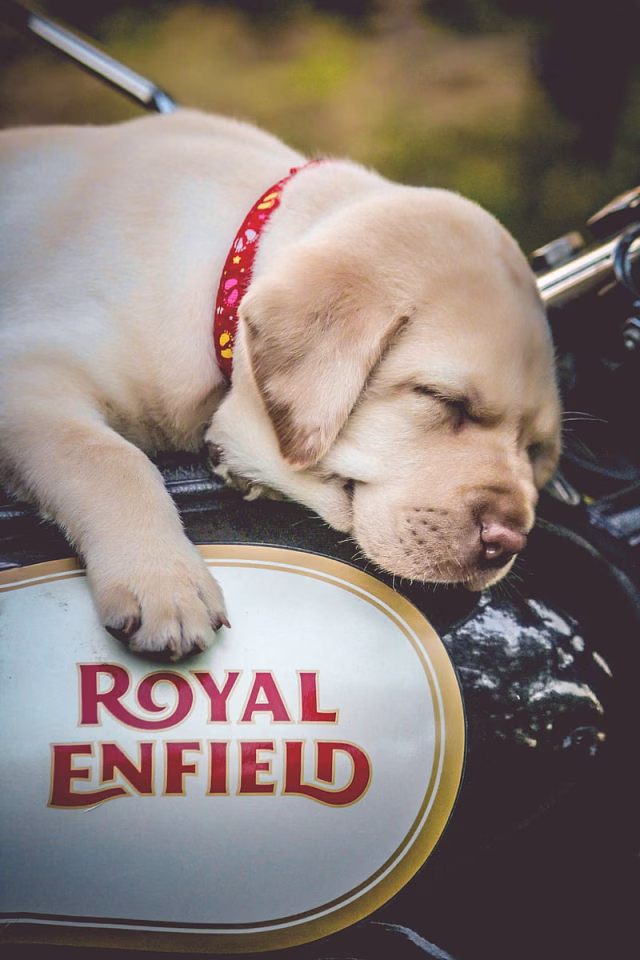 HD-wallpaper-royal-enfield-1