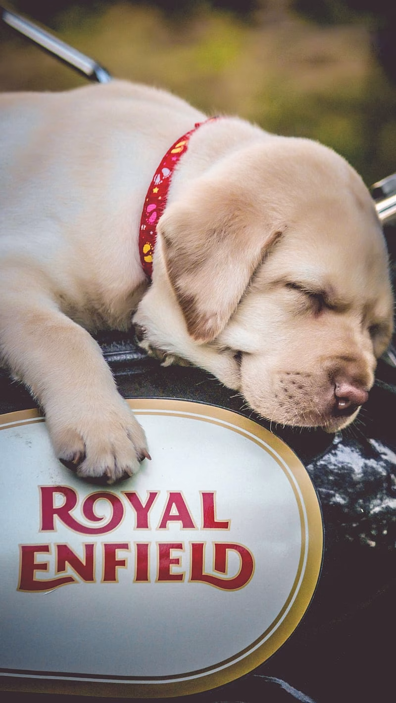 HD-wallpaper-royal-enfield-live-puppy-sleeping-on-bike-puppy-sleeping-on-bike-labrador