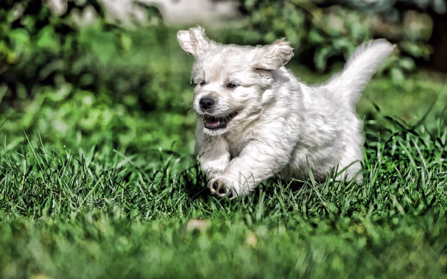 HD-wallpaper-running-labrador-puppy-r-bokeh-retriever-pets-lawn-cute-animals-running-dog-labradors-golden-retriever