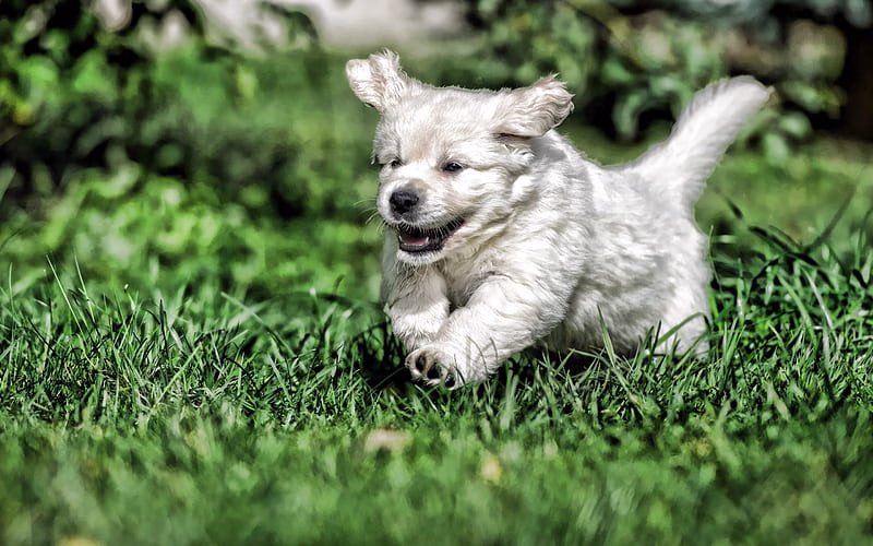 Golder Retriever