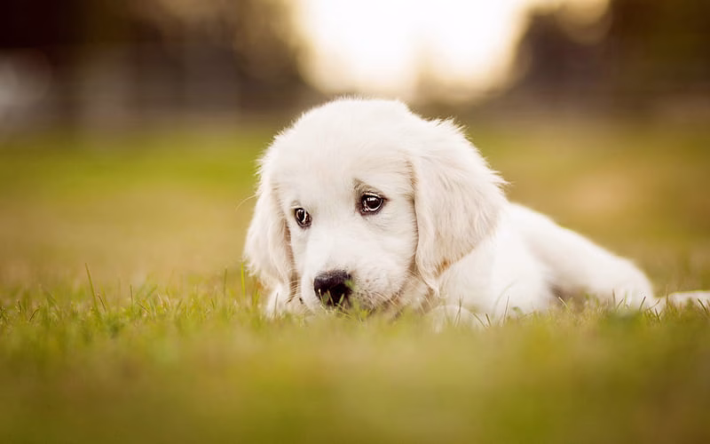 HD-wallpaper-sad-labrador-puppy-bokeh-dogs-cute-dogs-pets-golden-retriever-small-labradors-puppy-golden-retriever-dog-cute-animals-small-golden-retriever