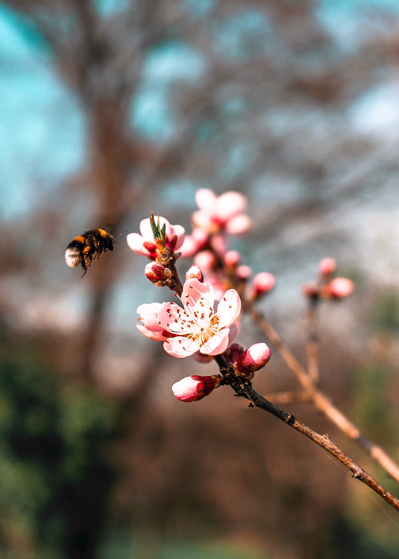 HD-wallpaper-sakura-flowers-bumblebee-branch-macro