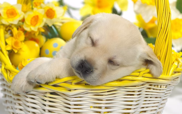 HD-wallpaper-sleeping-labrador-golden-retriever-small-labrador-puppy-cute-puppies-pets-labradors-dogs-retriever