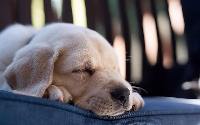HD-wallpaper-sleeping-labrador-puppy-bokeh-dogs-cute-dogs-pets-golden-retriever-small-labradors-sleeping-puppy-golden-retriever-dog-cute-animals-small-golden-retriever-puppy