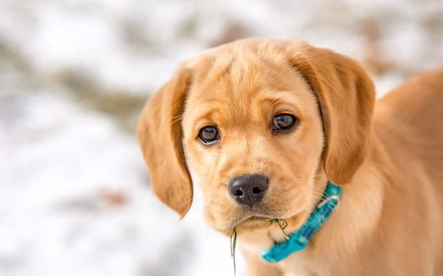 HD-wallpaper-small-brown-puppy-golden-retriever-labrador-retriever-small-dog-winter
