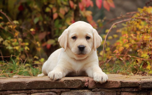 HD-wallpaper-small-golden-retriever-puppy-close-up-cute-dogs-pets-small-labradors-dogs-golden-retriever-dog-cute-animals-golden-retriever