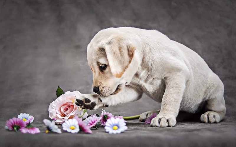 Golder Retriever