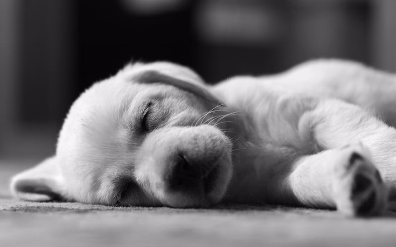Golder Retriever