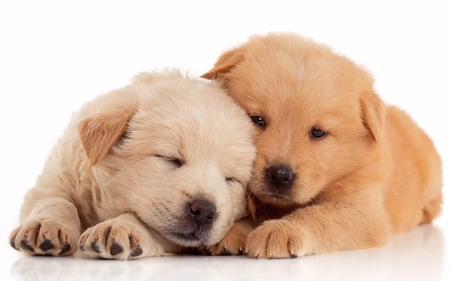 HD-wallpaper-small-puppies-golden-retriever-small-dogs-cute-puppies-pets-labradors