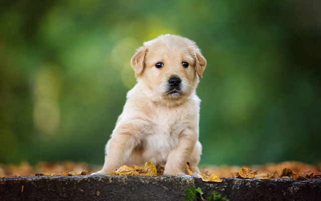 HD-wallpaper-surprised-puppy-labrador-retriever-cute-little-dog-puppy-golden-retriever-dog